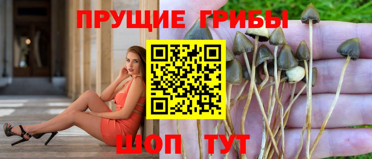 Псилоцибиновые грибы GOLDEN TEACHER Кольчугино